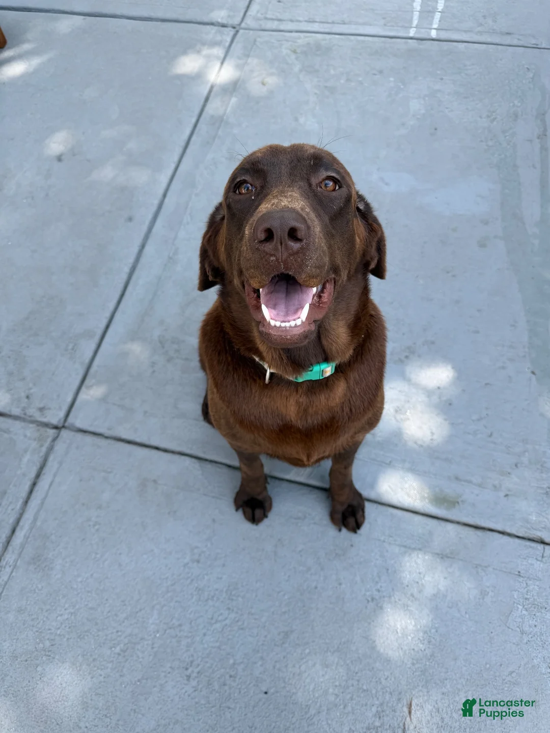 Labrador Retriever dogs for sale: Labrador Retriever 4 - Ad 2