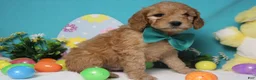 Goldendoodle dogs for sale: Crush  - Ad 3
