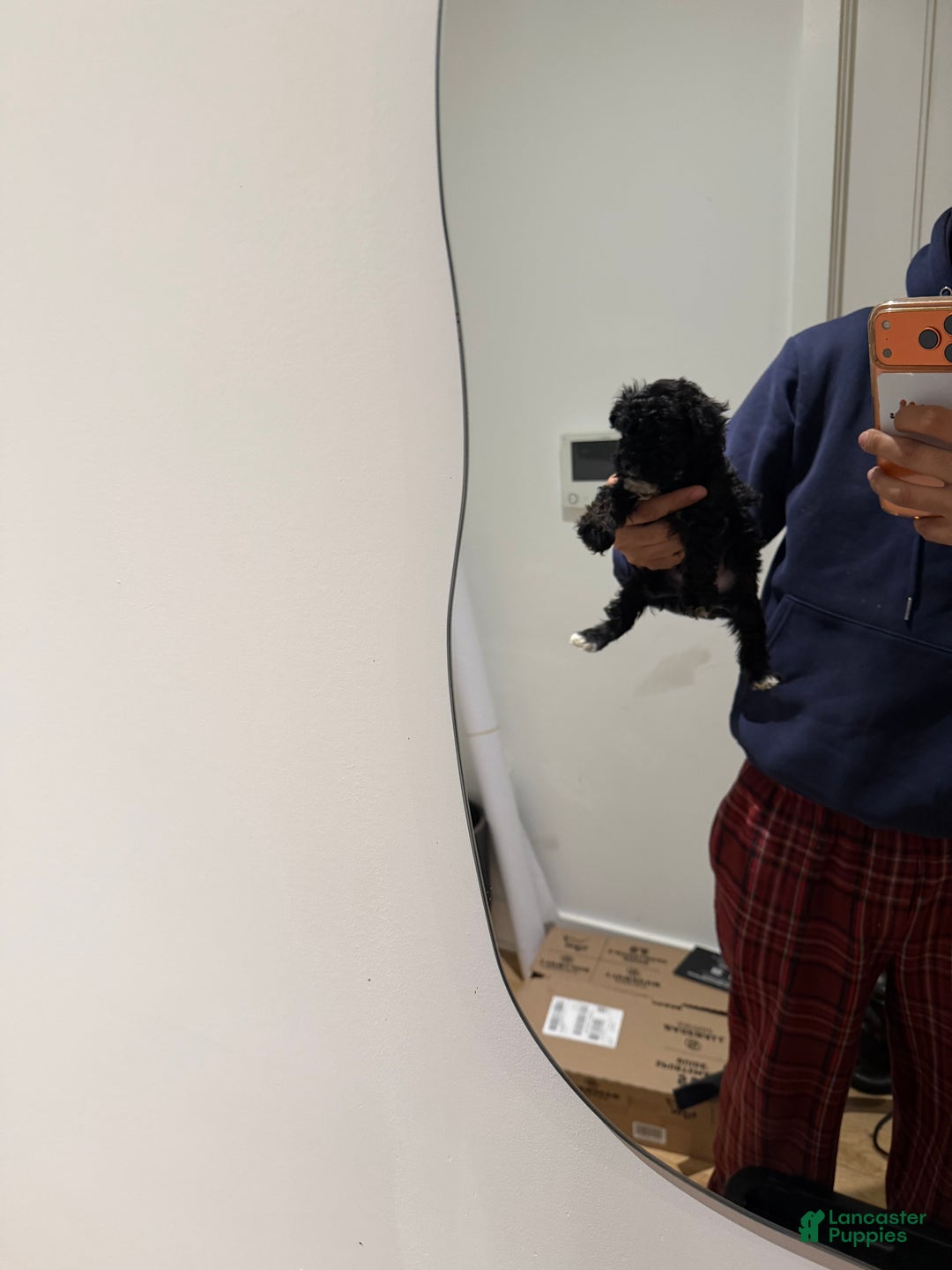 Toy Poodle dogs for sale: Sally teacup - Ad 9