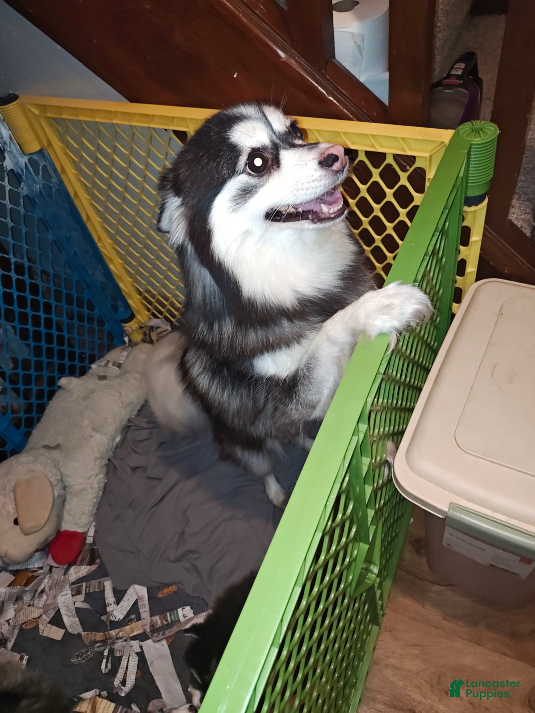 Pomsky dogs for sale: Pomsky Puppy 3 - Ad 2