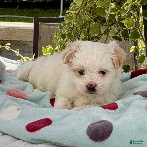 Shih Tzu dogs Shih Tzu 1 - Ad 20