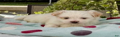 Shih Tzu 1