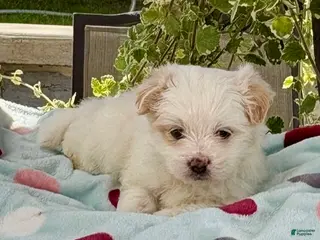 Shih Tzu dogs Shih Tzu 1 - Ad 20