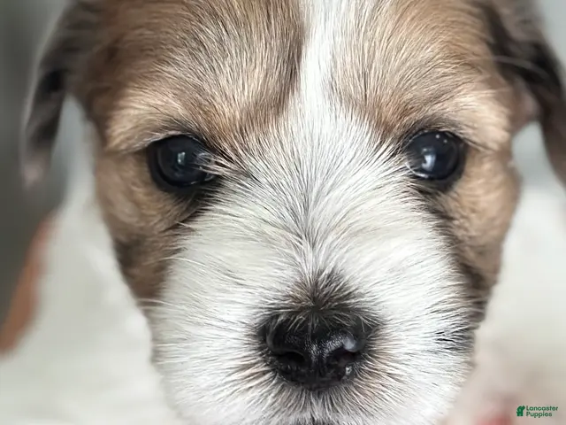 Miniature Schnauzer dogs Rosie - Ad 1