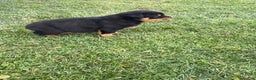 Rottweiler dogs for sale: Rottweiler Puppy 1 - Ad 12