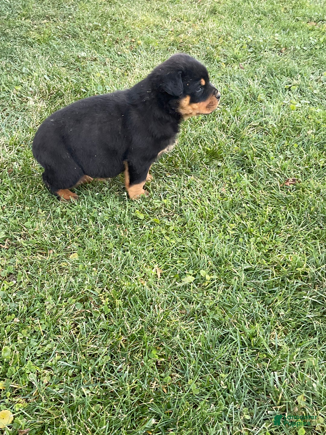 Rottweiler dogs for sale: Rottweiler Puppy 1 - Ad 12