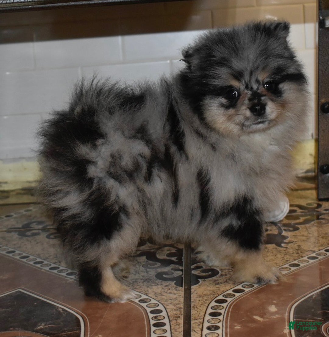 Pomeranian dogs for sale: Luigi blue Merle tan puppy - Ad 3