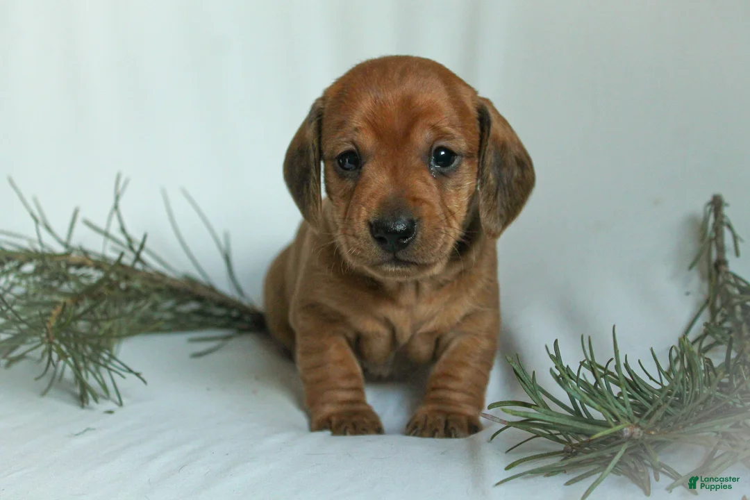 Dachshund dogs for sale: Sugar - Ad 8
