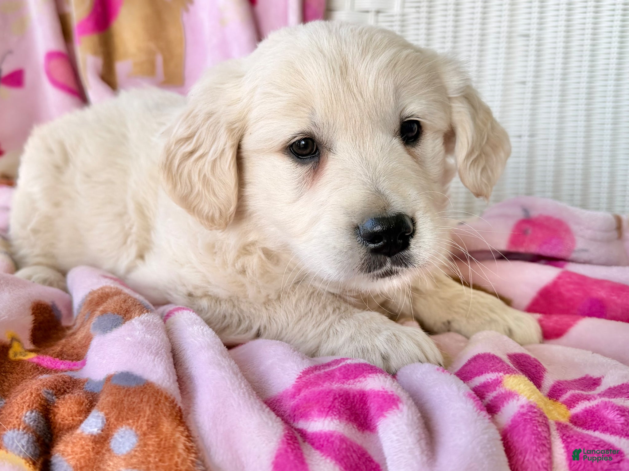 Golden Retriever dogs Summer  - Ad 1