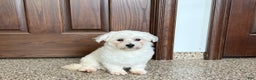 Havanese dogs for sale: Leo - Ad 4