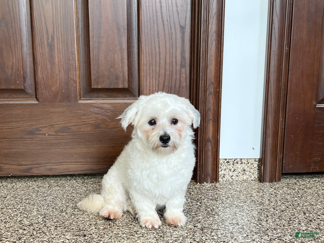 Havanese dogs for sale: Leo - Ad 4