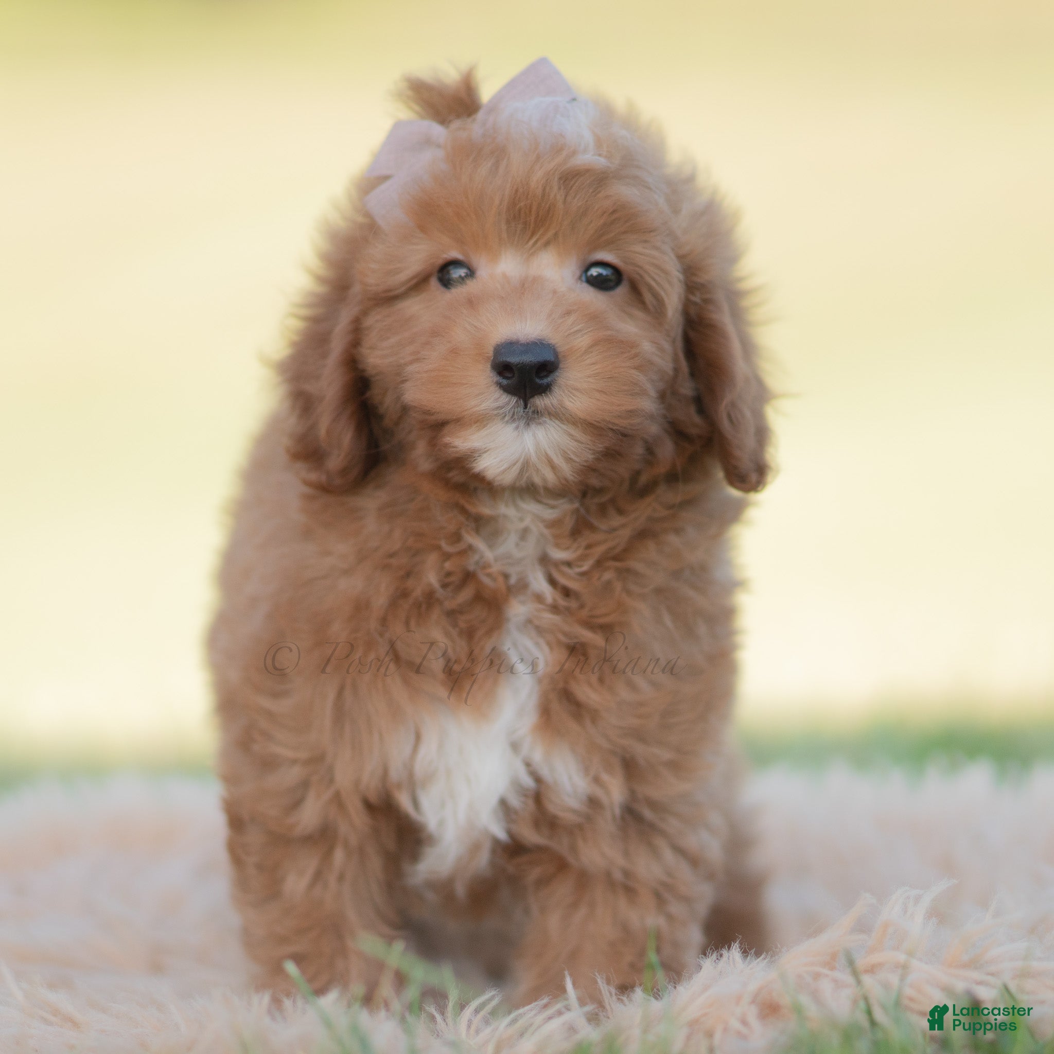Mini Goldendoodle dogs for sale: Teddy bear - Ad 6