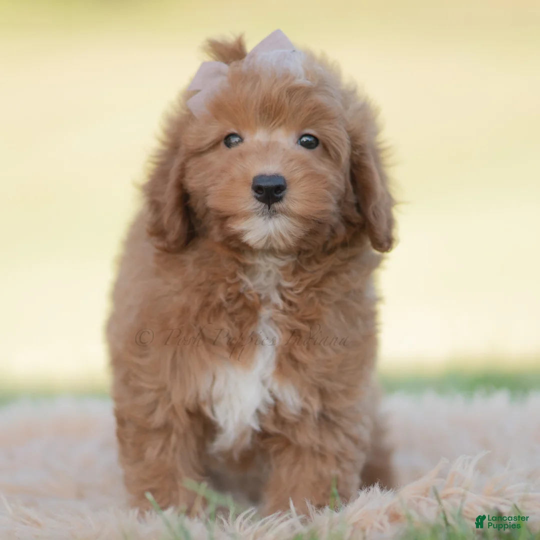 Mini Goldendoodle dogs for sale: Teddy bear - Ad 1