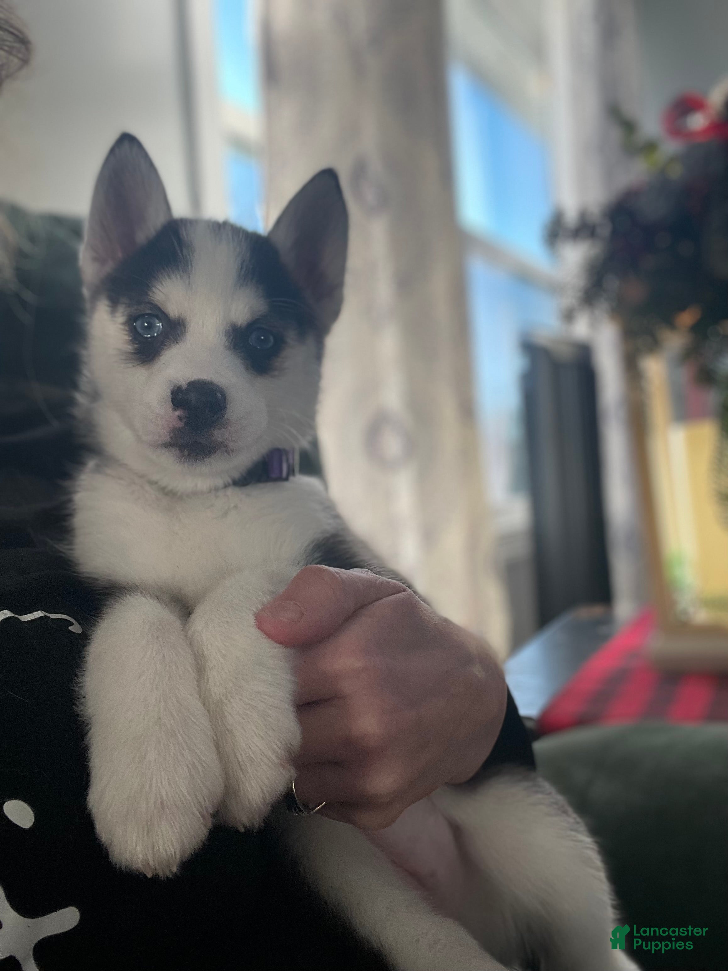 Pomsky dogs Pomsky Puppy 2 - Ad 13