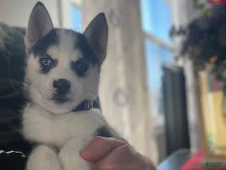 Pomsky dogs Pomsky Puppy 2 - Ad 23