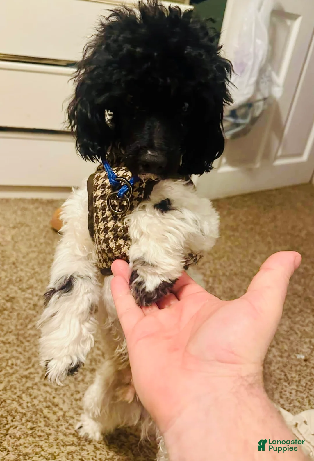 Maltipoo dogs for sale: George  - Ad 1