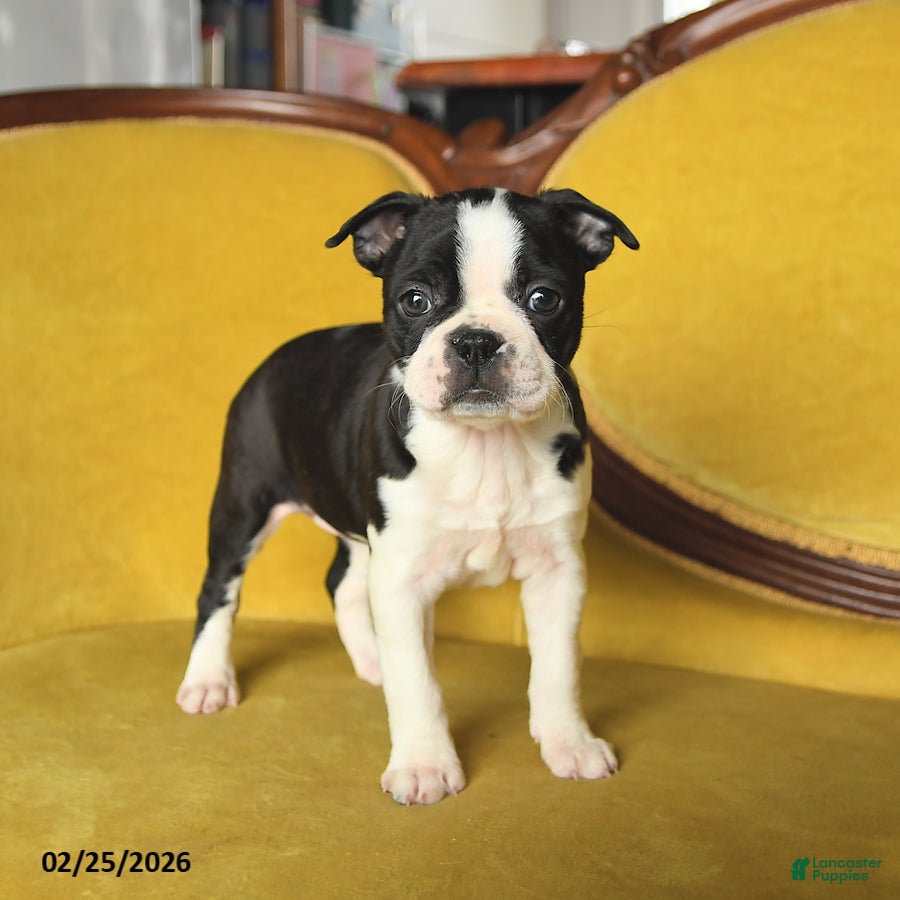 Boston Terrier dogs Samantha - Ad 1