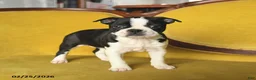 Boston Terrier dogs for sale: Samantha - Ad 1