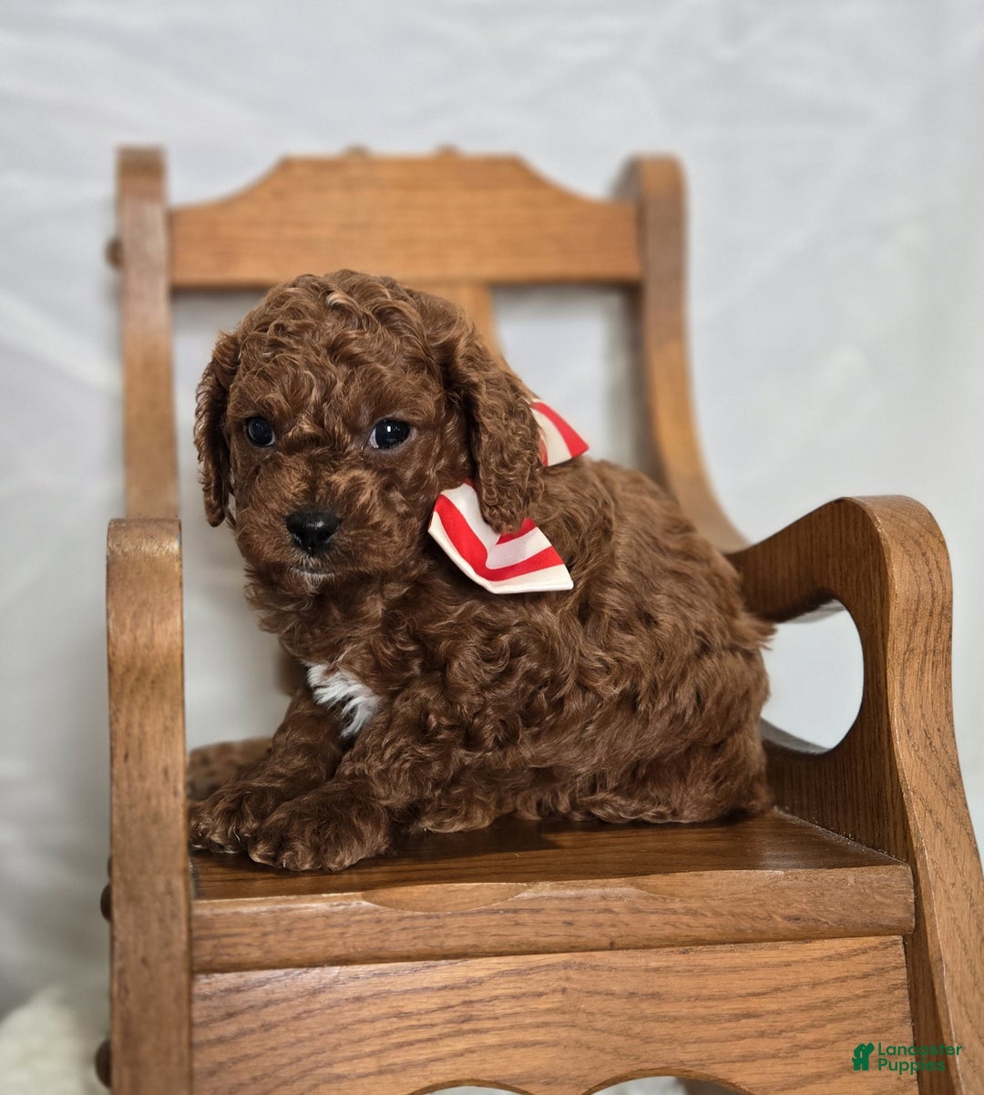 Cavapoo dogs for sale: Marcus - Ad 2