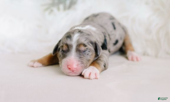 Aussiedoodle dogs Confetti - Ad 12