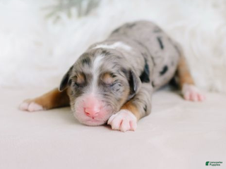 Aussiedoodle dogs Confetti - Ad 37