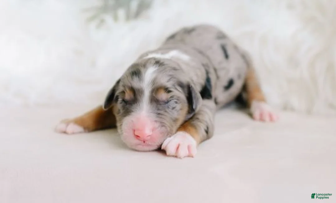 Aussiedoodle dogs for sale: Confetti - Ad 1