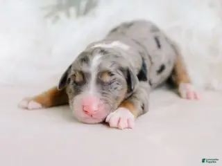 Aussiedoodle dogs Confetti - Ad 36