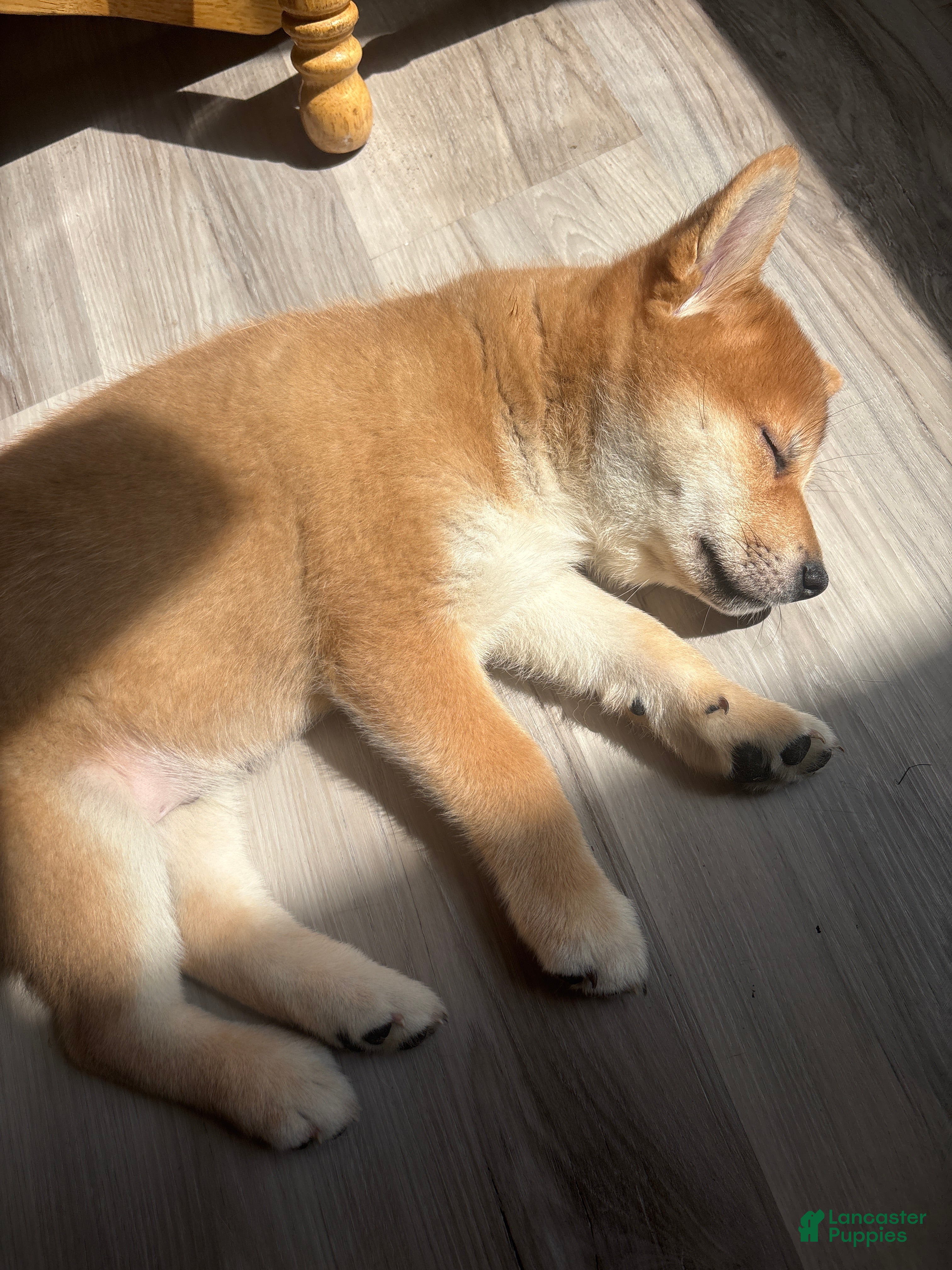 Shiba Inu dogs Yeager - Ad 1