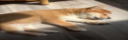 Shiba Inu dogs for sale: Yeager - Ad 1