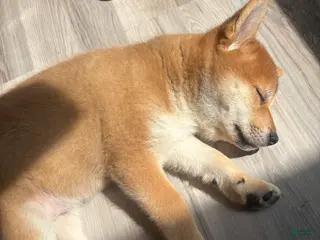Shiba Inu dogs for sale: Yeager - Ad 1