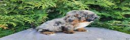 Mini Bernedoodle dogs for sale: Lettie - Ad 12