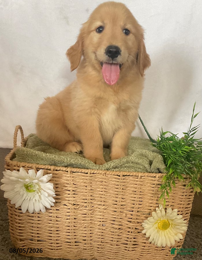 Golden Retriever dogs Benji - Ad 2