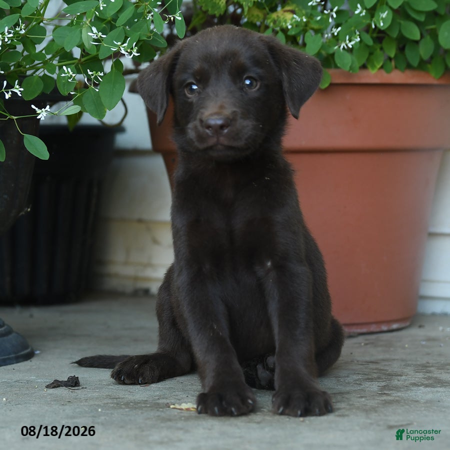 Labrador Retriever dogs Peyton - Ad 2