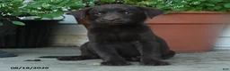Labrador Retriever dogs for sale: Peyton - Ad 2