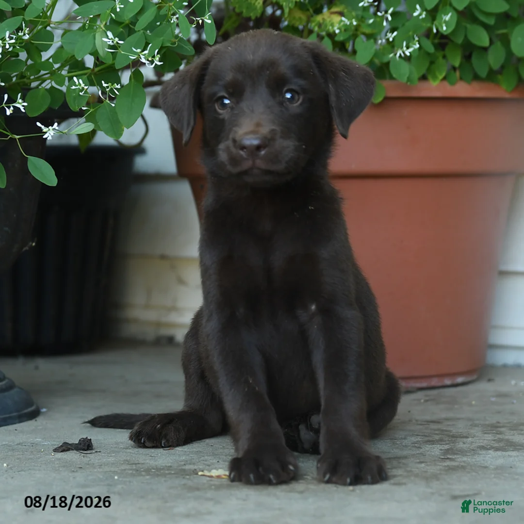 Labrador Retriever dogs for sale: Peyton - Ad 2