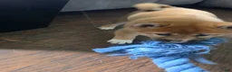 Shiba Inu dogs for sale: Shiba Inu Puppy 1 - Ad 8