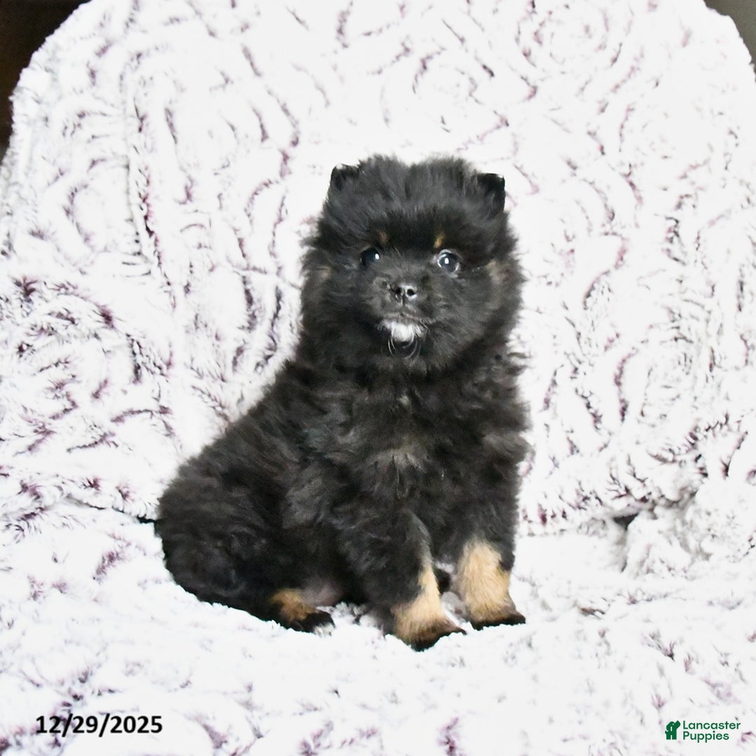 Pomeranian dogs for sale: Victor - Ad 1