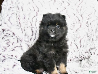Pomeranian dogs for sale: Victor - Ad 1