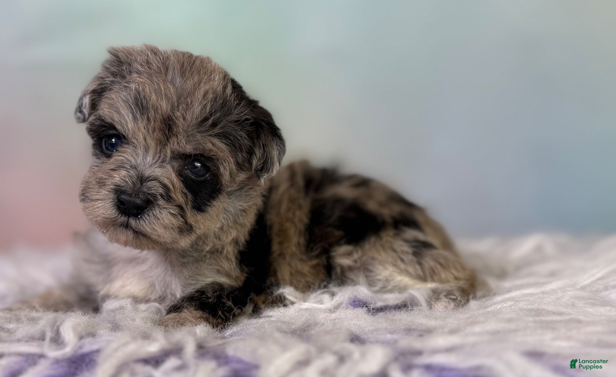 Schnoodle dogs Paxton - Ad 1