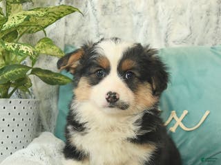 Welsh Corgi Pembroke dogs Harley - Ad 3