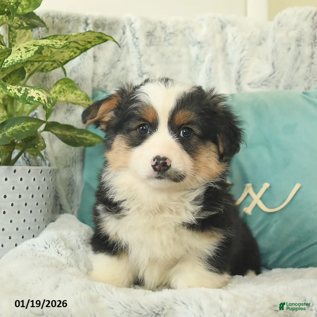 Welsh Corgi Pembroke dogs for sale: Harley  - Ad 1