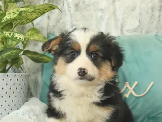 Welsh Corgi Pembroke dogs Harley - Ad 10