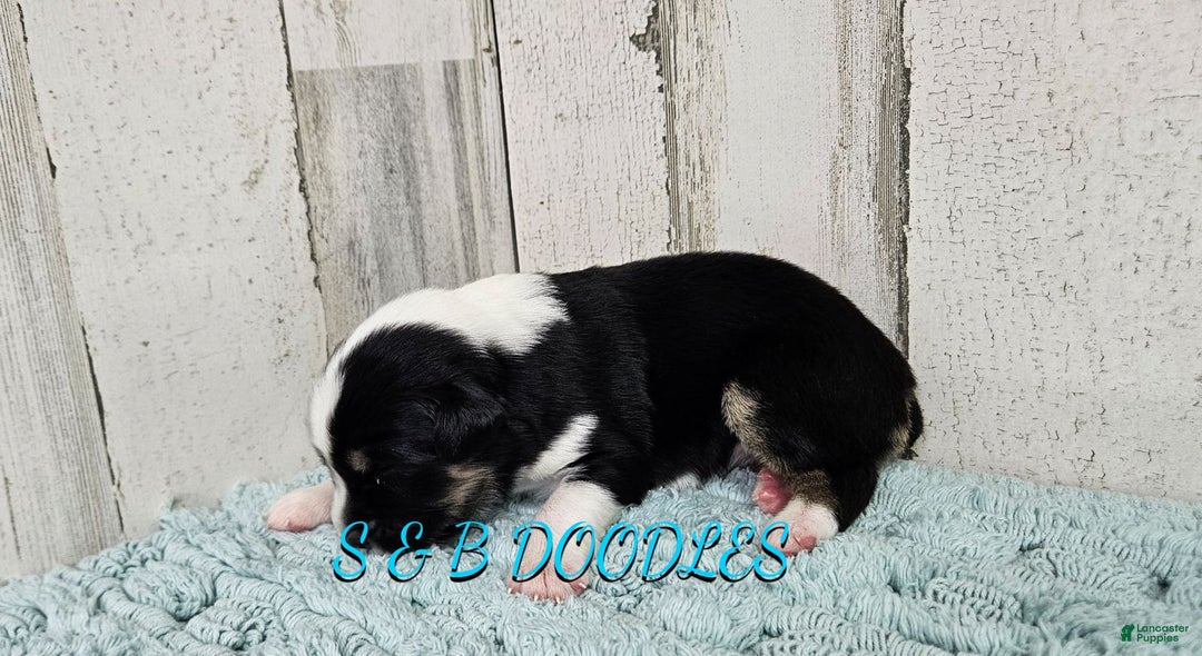 Miniature Australian Shepherd dogs for sale: WonderWoman - Ad 6