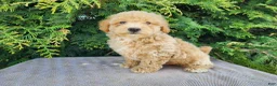 Mini Bernedoodle dogs for sale: Liam - Ad 13