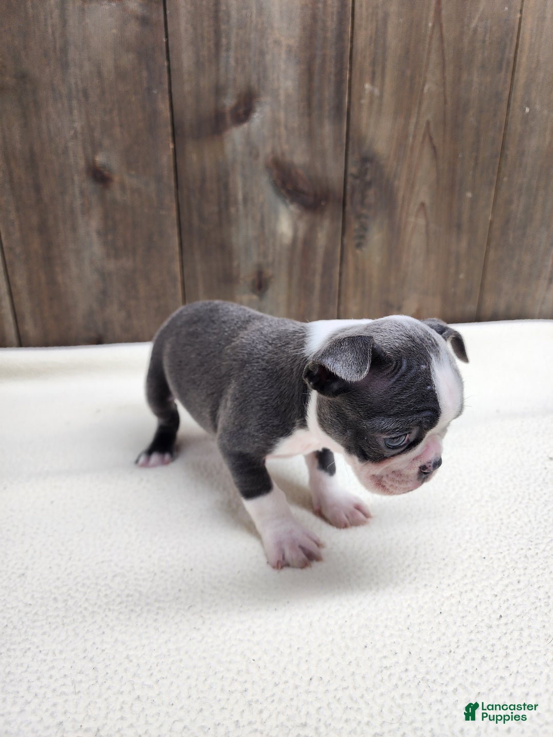 Boston Terrier dogs for sale: Boston Terrier Puppy 5 - Ad 2