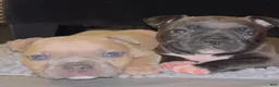 American Bully dogs for sale: Jinu - Ad 4