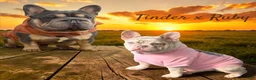 French Bulldog dogs for sale: Diamond  - Ad 4