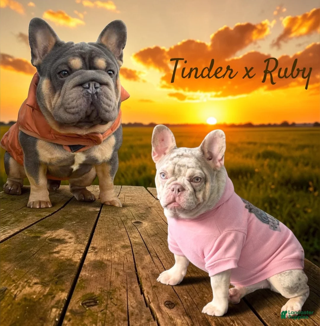 French Bulldog dogs for sale: Diamond  - Ad 4