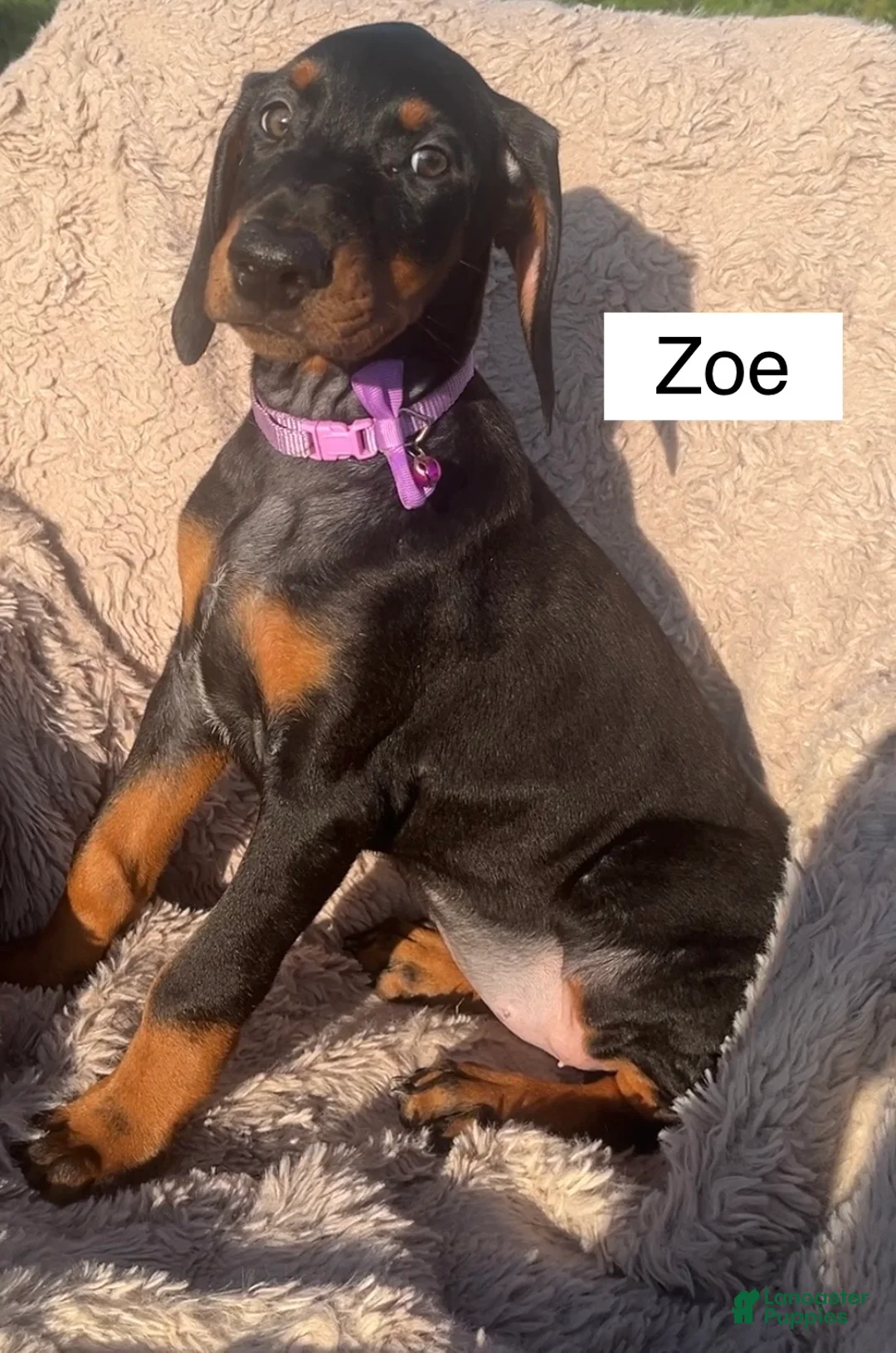 Doberman Pinscher dogs for sale: Zoe - Ad 2