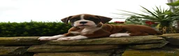Boxer dogs for sale: Twister - Ad 5